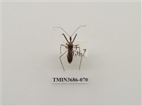 藏品(縱斑彩獵椿象)的圖片